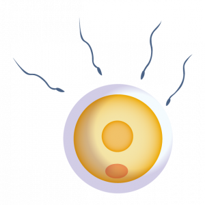 精子と卵子のイメージ像